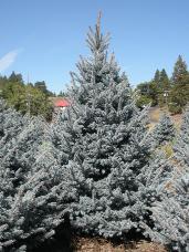 Colorado Spruce